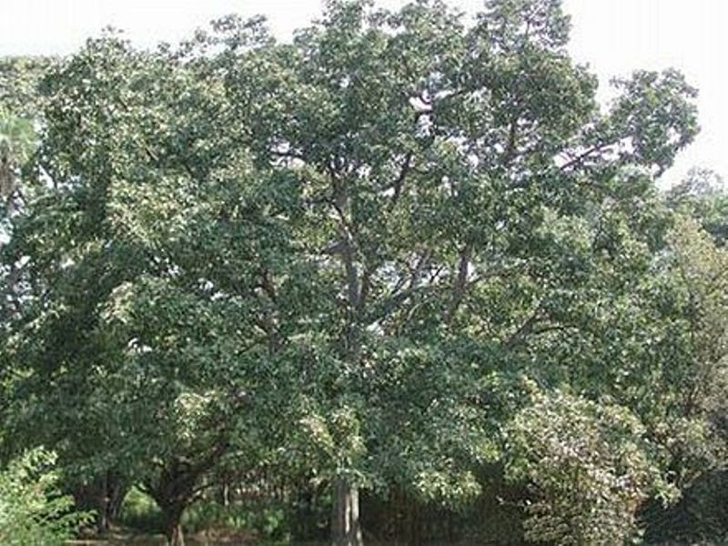 बर्राेको औषधीय महत्व : कसरी र केका लागि प्रयोग गर्ने ?